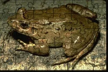 Leptodactylus wagneri jigsaw puzzle