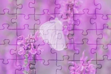 butterfly jigsaw puzzle