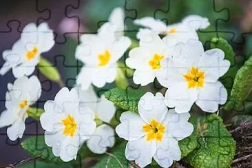OK jigsaw puzzle
