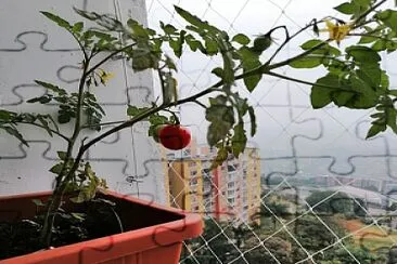 TOMATERA jigsaw puzzle