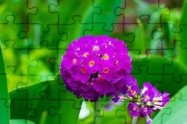 OK jigsaw puzzle