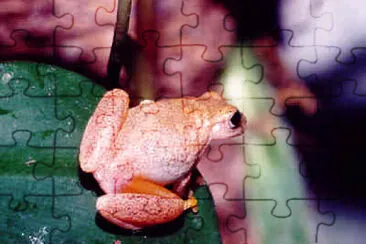 Dendropsophus phlebodes