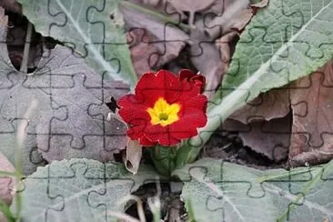 OK jigsaw puzzle