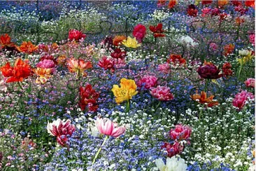 printemps jigsaw puzzle