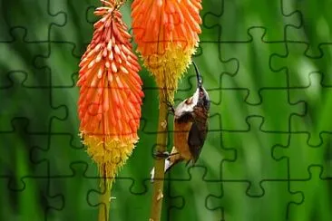 colibri