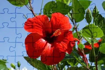 FLOR DE MAGA jigsaw puzzle