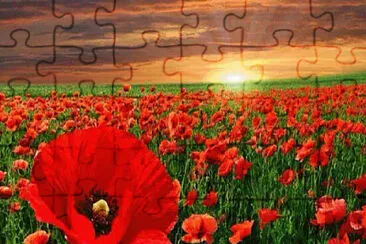 AMAPOLAS jigsaw puzzle