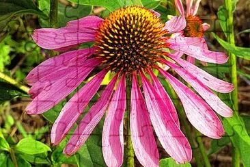 echinacea jigsaw puzzle