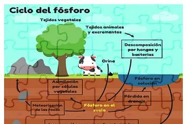 ciclo del fosforo jigsaw puzzle