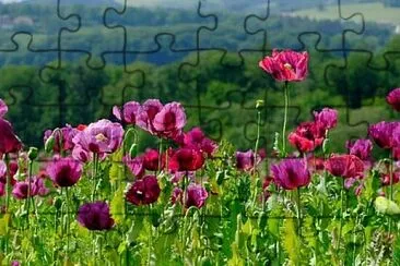 OK jigsaw puzzle