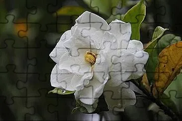 OK jigsaw puzzle