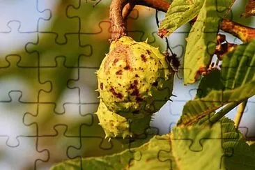 Imagem jigsaw puzzle
