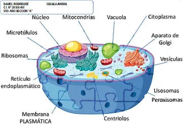 mi celi jigsaw puzzle