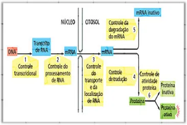 Regulação da Expressão Gênica jigsaw puzzle