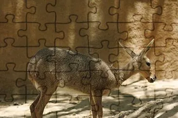 Antilope capriolo jigsaw puzzle