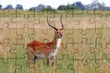 Red lechwe jigsaw puzzle