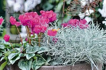 fleur V jigsaw puzzle