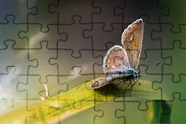  jigsaw puzzle