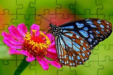 butterfly and flower jigsaw puzzle