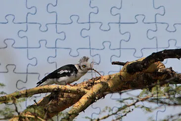 פאזל של Grey crested helmet shrike