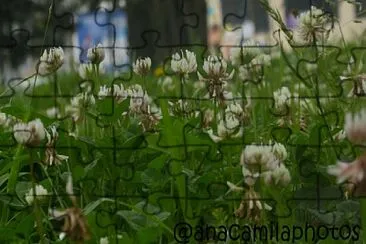 lindas flores jigsaw puzzle
