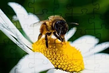 color jigsaw puzzle