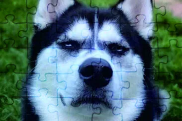可愛動物 jigsaw puzzle