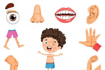Partes do corpo humano