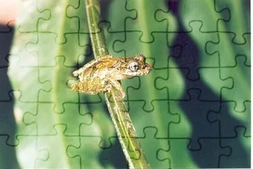 Scinax macadoi jigsaw puzzle