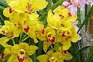 Foto jigsaw puzzle