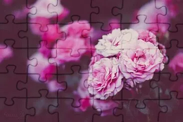 roses jigsaw puzzle