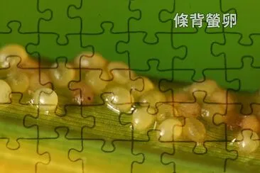 產在葉子背面的條背螢卵 jigsaw puzzle