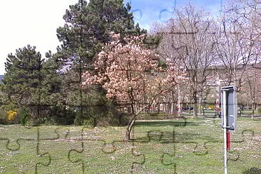 Auvernier magnolia jigsaw puzzle