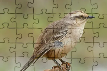 Aves del parque del jardin