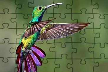 Colibri