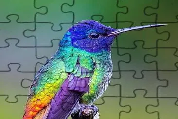 Colibri1