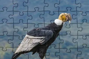 Condor1