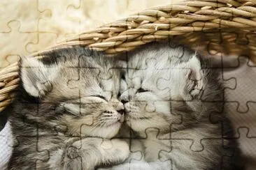 dos gatitos durmiendo juntos