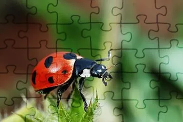 Coccinella magnifica