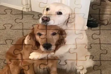 dos perros abrazandose