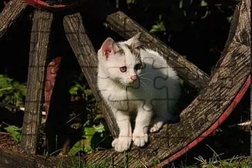 Foto jigsaw puzzle