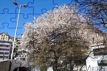 Neuchâtel cerisier en fleurs jigsaw puzzle