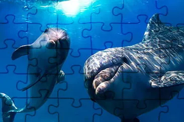 PAREJA DE DELFINES jigsaw puzzle