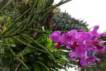Orquidea jigsaw puzzle