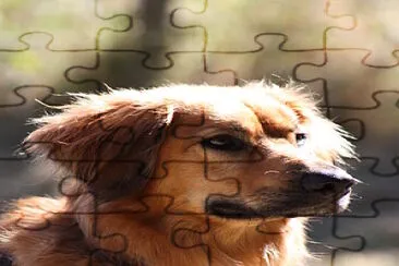 tofi jigsaw puzzle
