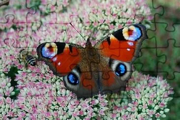 Imagem jigsaw puzzle