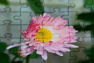 Flor