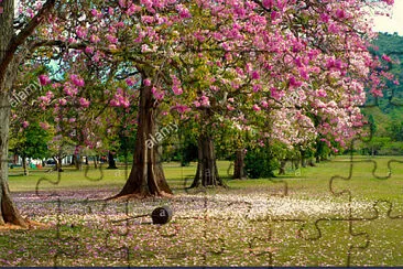 poui flower jigsaw puzzle