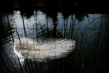 Plume
