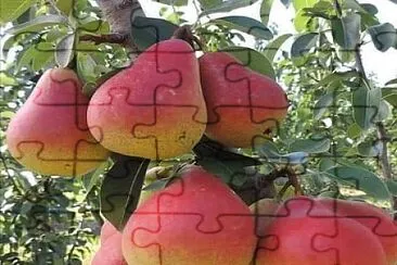 imagem jigsaw puzzle